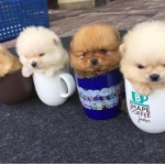 一只茶杯犬多少元,了解不同品种与品质的定价差异